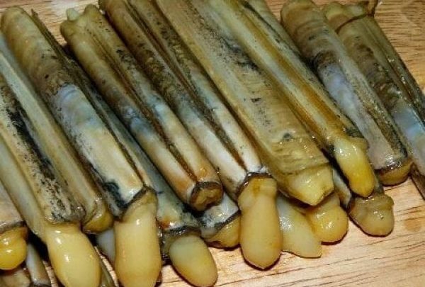 canli sülünez,Beylikdüzü Canli Yem beylikdüzü cin kurdu Büyükcekemece Canli Yem Büyükcekmece Canlı Sülünez Gürpinar Canlı Sülünez Gürpinar Canli Yem