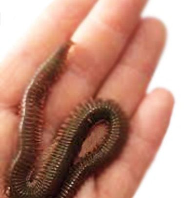 Cin Kurdu Logworm istanbul