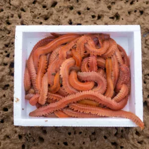 lug worm -cin kurdu