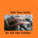 büyükcekmece canlı Boru Kurdu