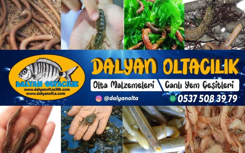 Canli Boru kurdu,Boru kurdu balık türleri,Boru kurdu çeşitleri,Boru kurdu özellikleri ,Boru kurdu habitatı,Boru kurdu beslenme alışkanlıkları ,Boru kurdu avlanma yöntemleri,Boru kurdu yaşam alanları ,Boru kurdu türleri ve çeşitleri,Boru kurdu popülasyonu ,Boru kurdu koruma önlemleri