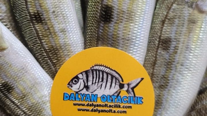 lüfer yemi ,levrek yemi