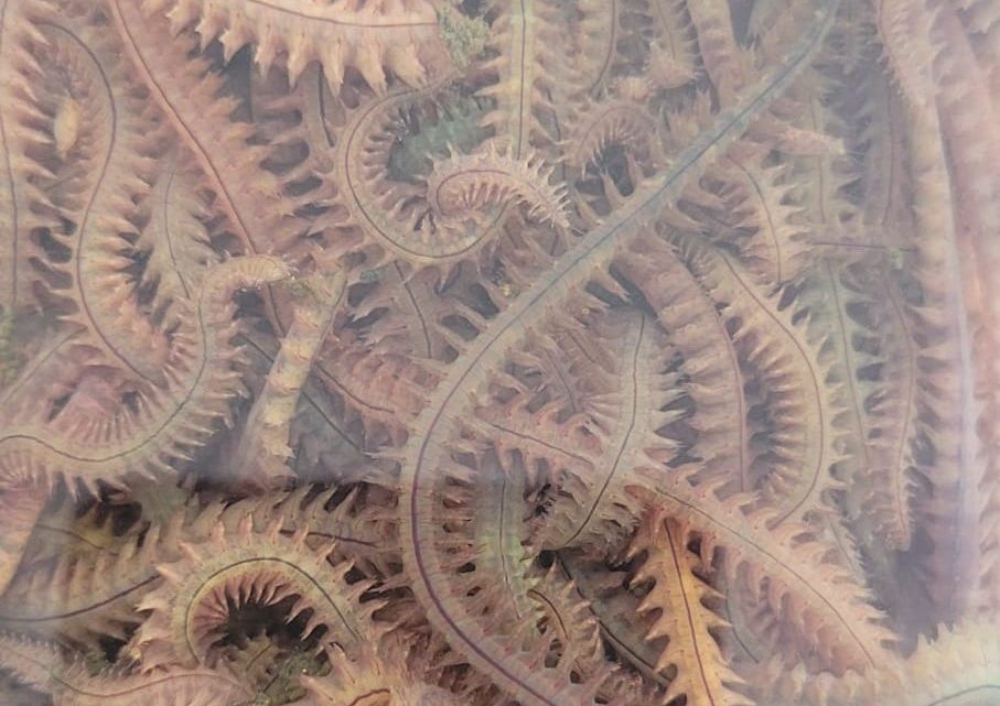 boru kurdu, boru kurdu yem, canlı boru kurdu, boru kurdu fiyatları, boru kurdu satışı, boru kurdu ile balık avı, surf casting yemleri, boru kurdu Dalyan Oltaçılık, en iyi balık yemi boru kurdu, boru kurdu mırmır, boru kurdu eskina, dip balığı yemleri